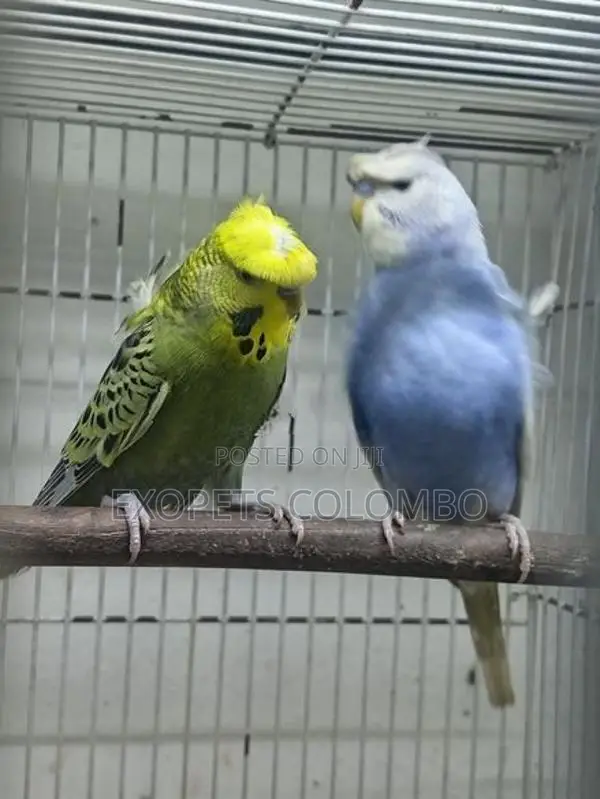Helicopter Budgie