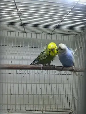 Helicopter Budgie