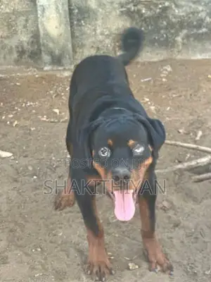Rottweiler