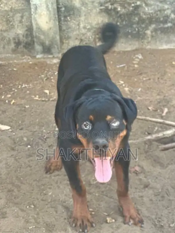 Rottweiler
