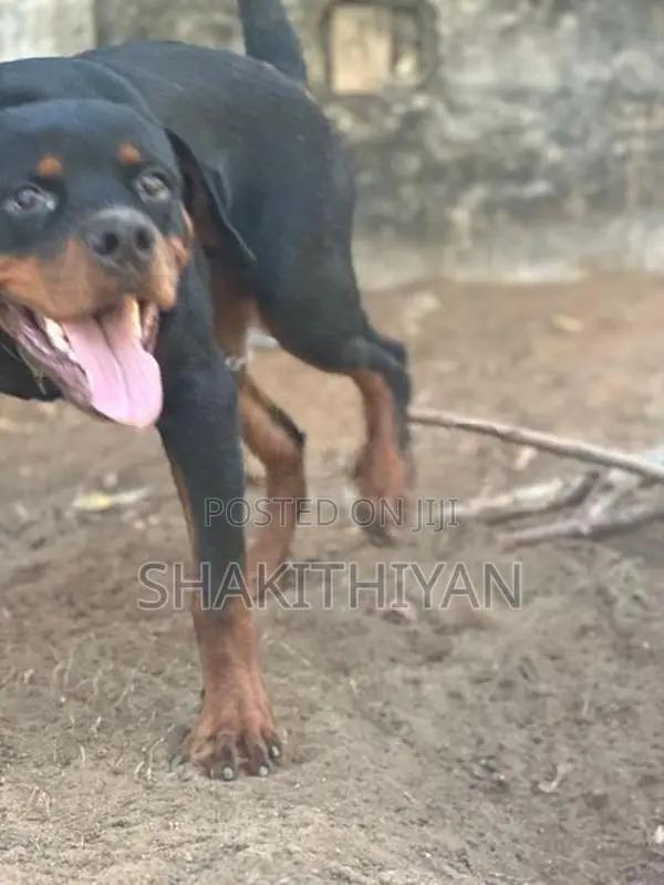 Rottweiler