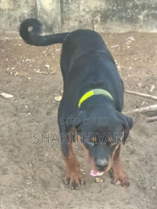 Rottweiler