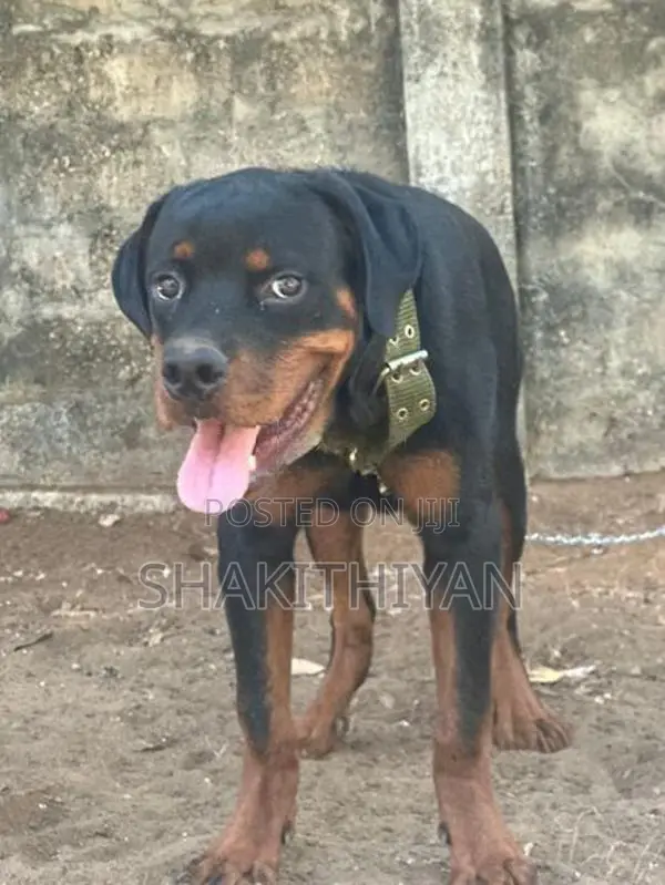 Rottweiler