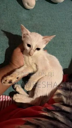 Female Cat