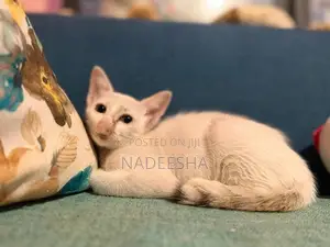 Female Cat