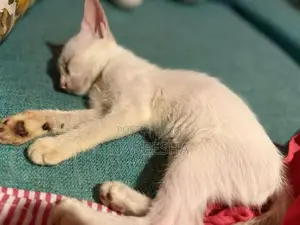 Female Cat