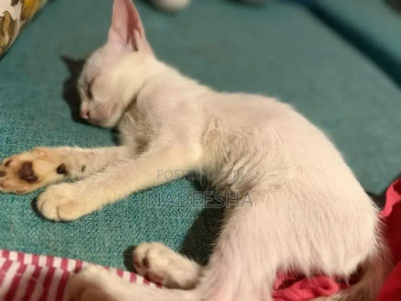 Female Cat