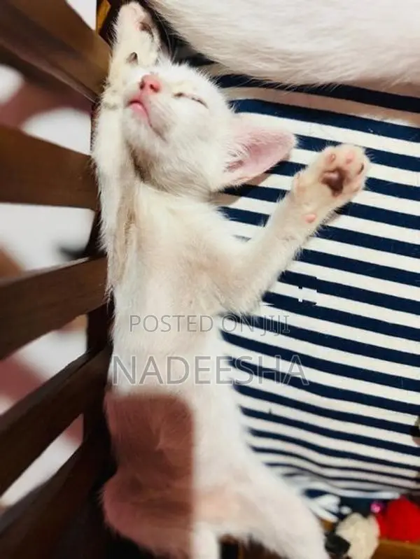 Female Cat