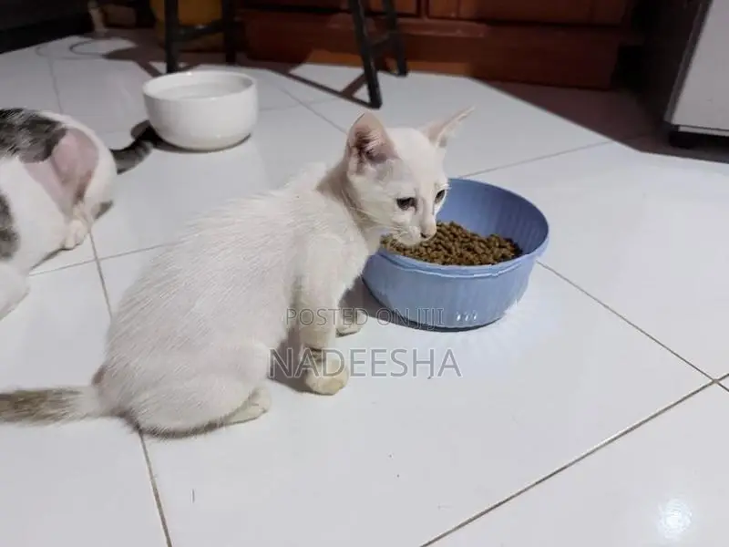Female Cat