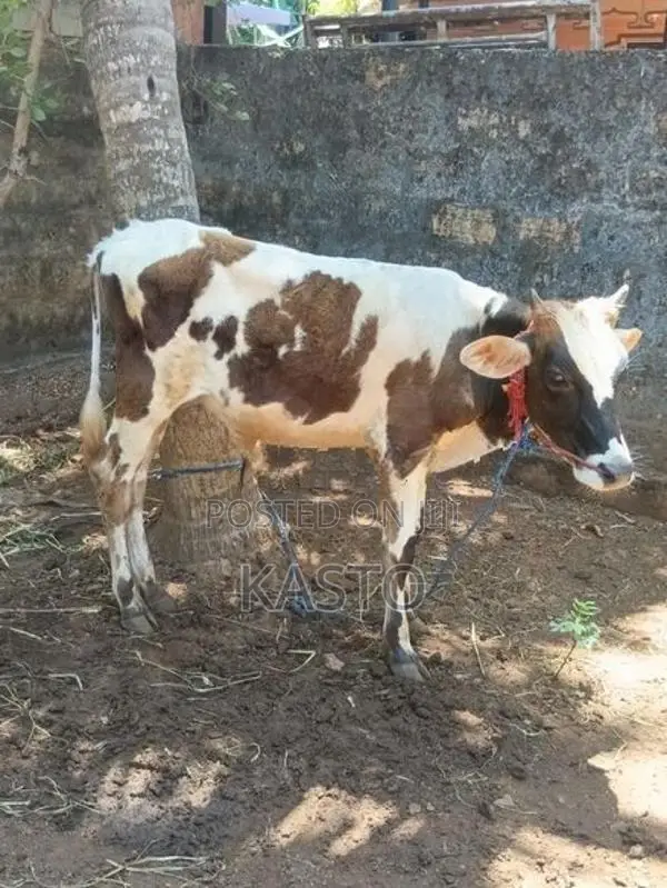 Farm Cow