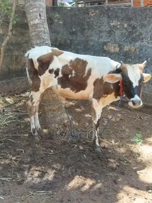 Farm Cow