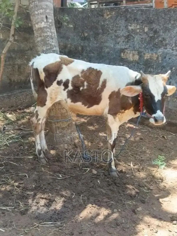Farm Cow