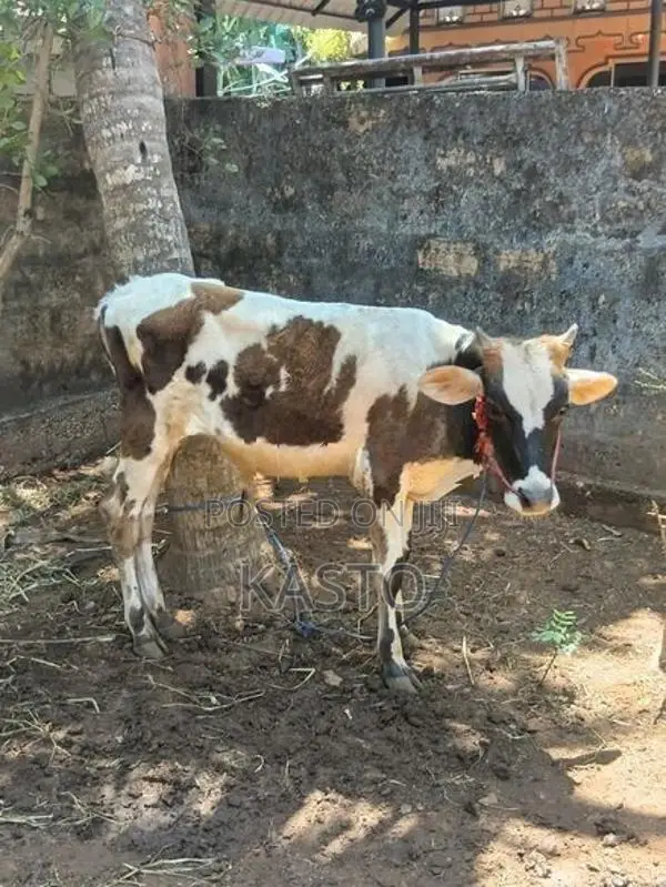 Farm Cow
