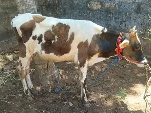 Farm Cow
