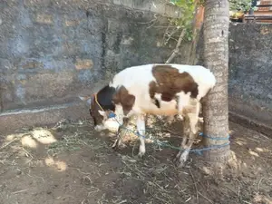 Farm Cow