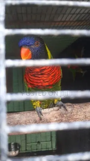 Coconut Lorikeet Bird