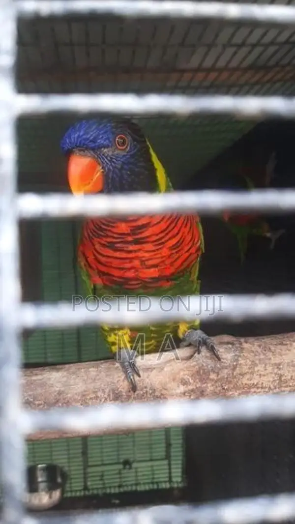 Coconut Lorikeet Bird