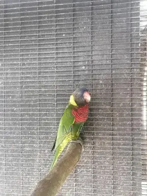 Coconut Lorikeet Bird