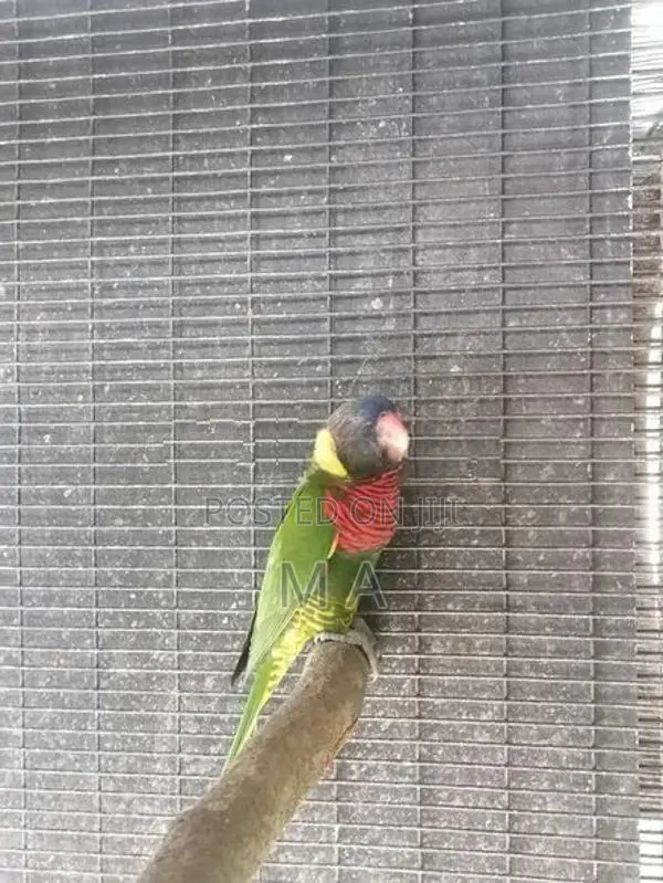 Coconut Lorikeet Bird