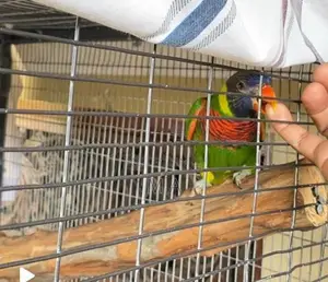 Coconut Lorikeet Bird