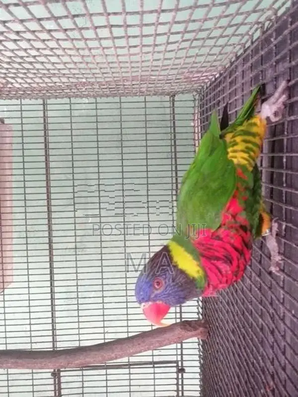 Coconut Lorikeet Bird