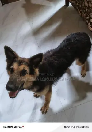 German Shepherd