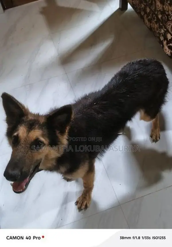 German Shepherd