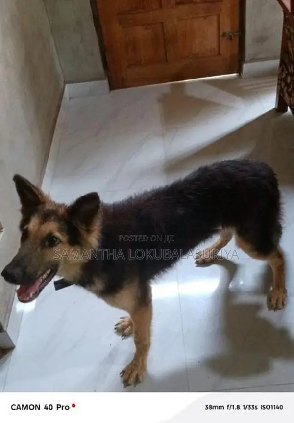 German Shepherd