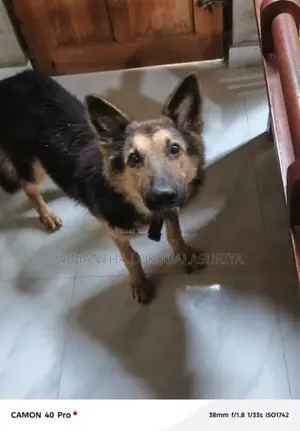 German Shepherd