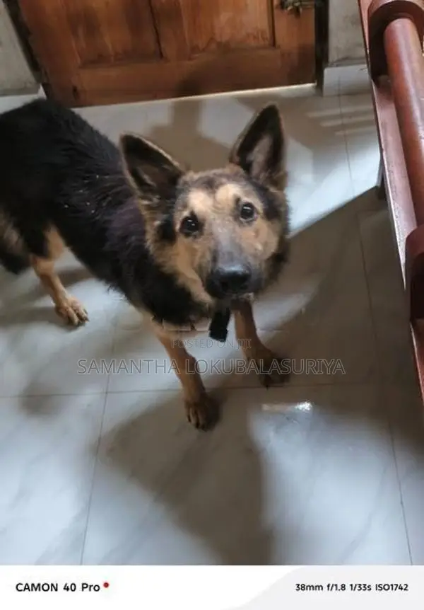 German Shepherd