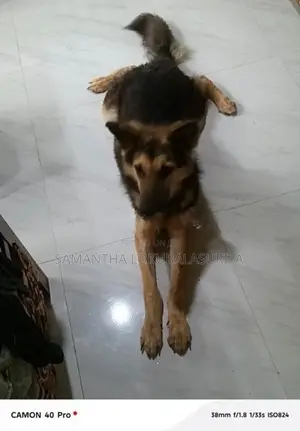 German Shepherd