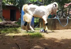 යමුනාපාල එළුවෙක්