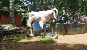 යමුනාපාල එළුවෙක්