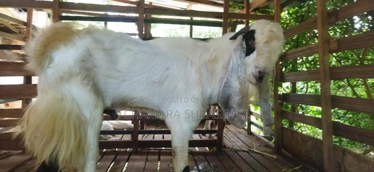 යමුනාපාල එළුවෙක්