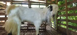 යමුනාපාල එළුවෙක්
