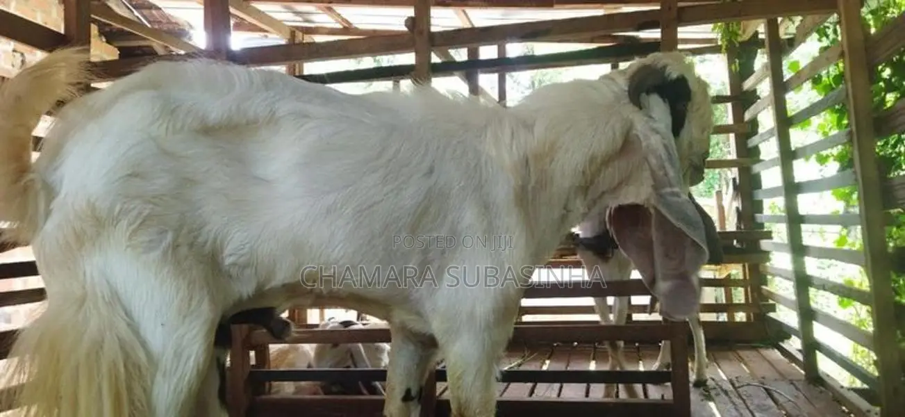 යමුනාපාල එළුවෙක්