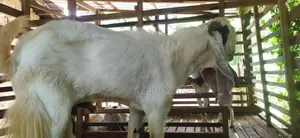 යමුනාපාල එළුවෙක්