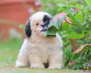Shih Tzu puppy’s