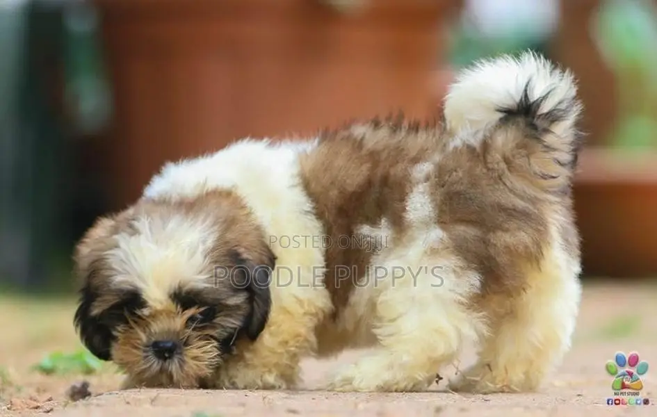Shih Tzu puppy’s