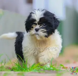 Shih Tzu puppy’s