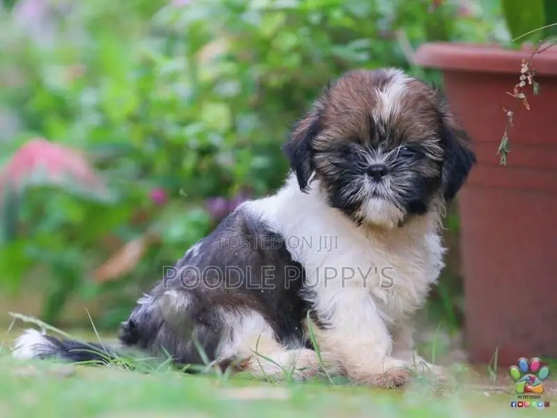 Shih Tzu puppy’s