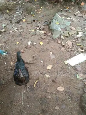 Gankukulan