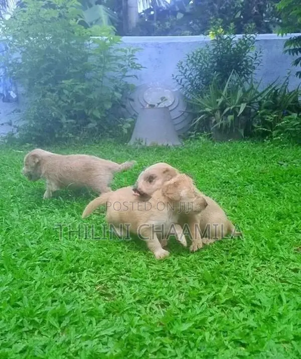 Cocker Spaniel
