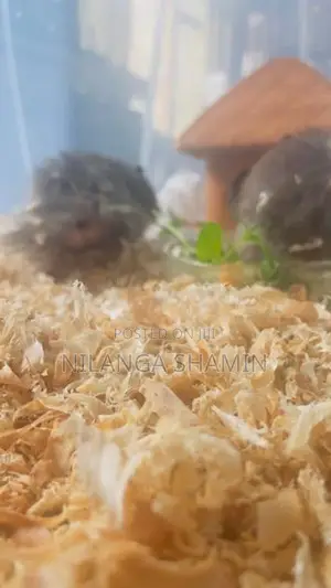 Syrian Hamster Pair