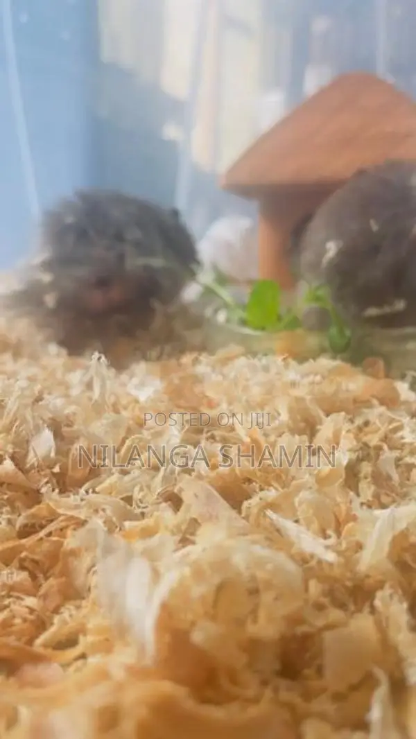 Syrian Hamster Pair