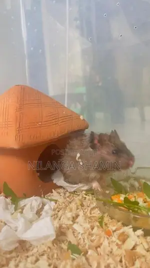 Syrian Hamster Pair