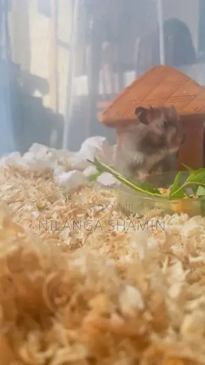 Syrian Hamster Pair