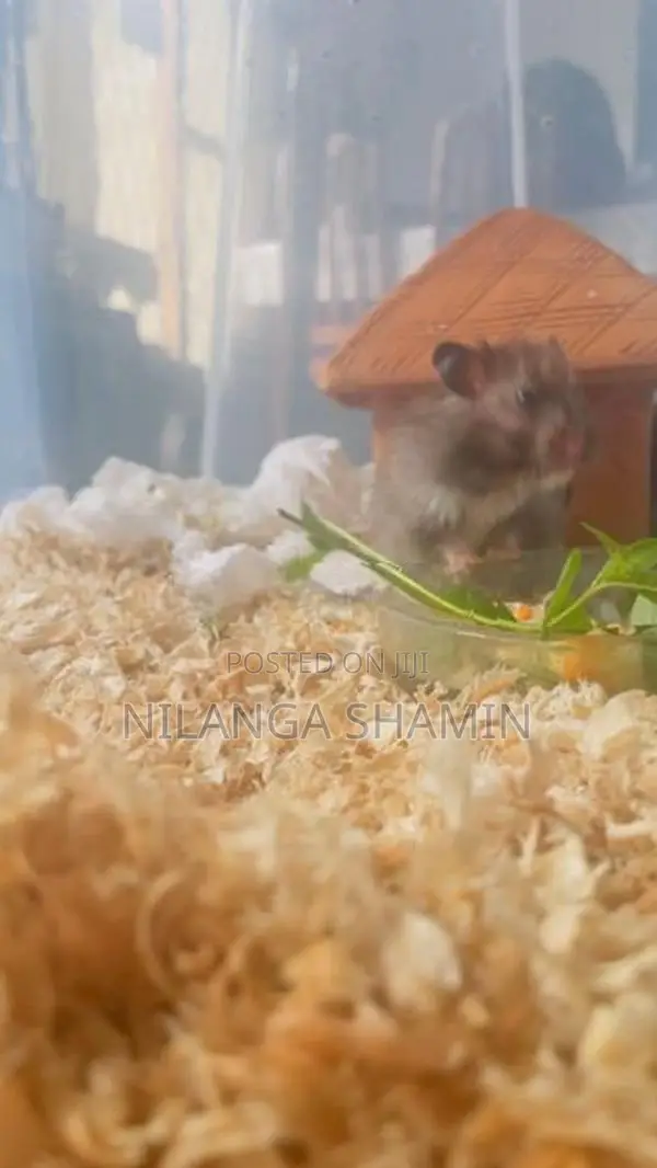 Syrian Hamster Pair