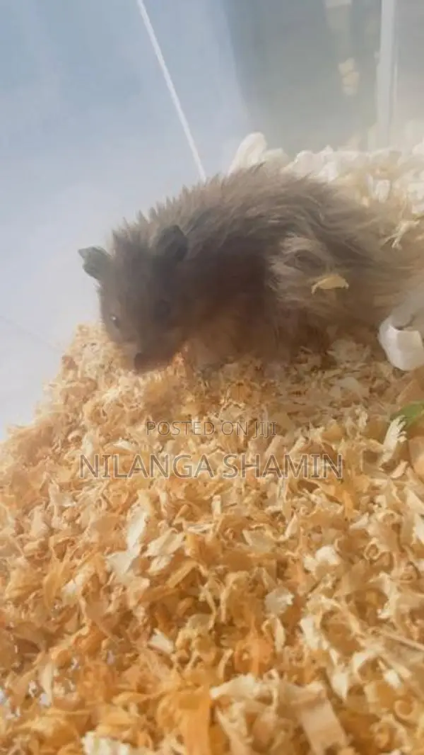 Syrian Hamster Pair
