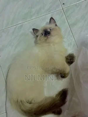 Persian Kitten